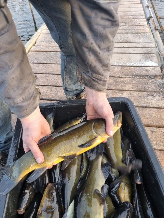 Narybek lina,karpia,amura,Tołpyga,Karaś pospolity