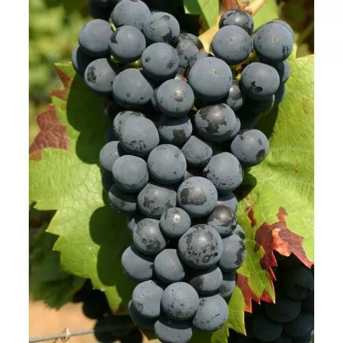 Winogrono ciemne