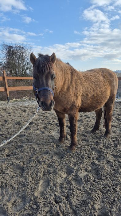 Hucuł, koń huculski, kuc