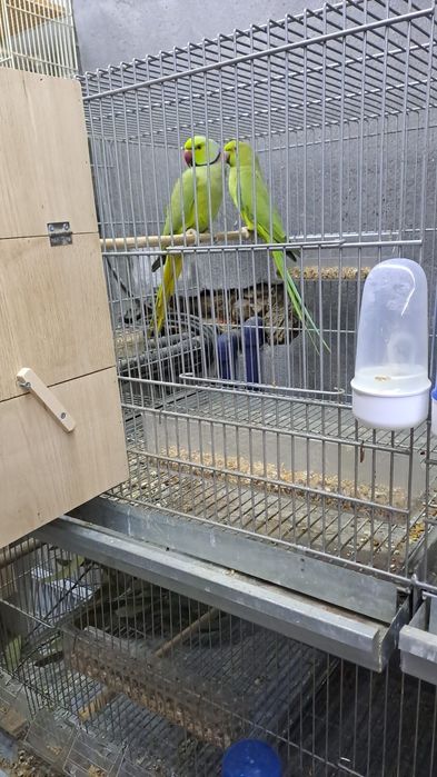 Várias aves disponíveis