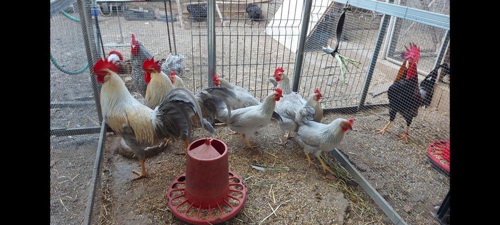 Ovos galados galinhas leghorn Isabela e brown