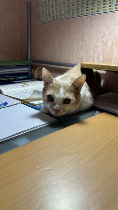 Шукаємо люблячу родину для чудового котика