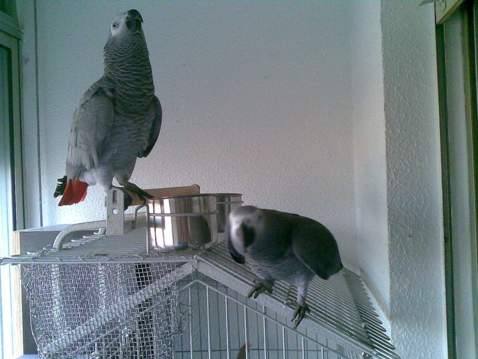 Casal de Papagaios Cinzentos de Cauda Vermelha