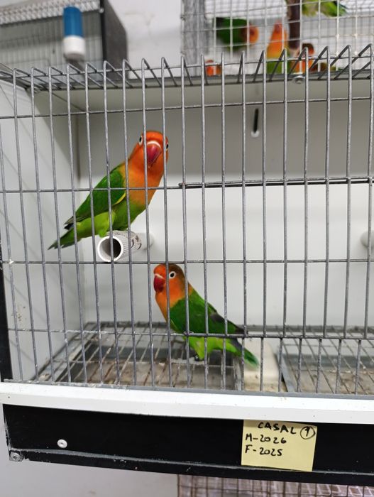 Casal de agapórnis fischeris verdes ancestrais
