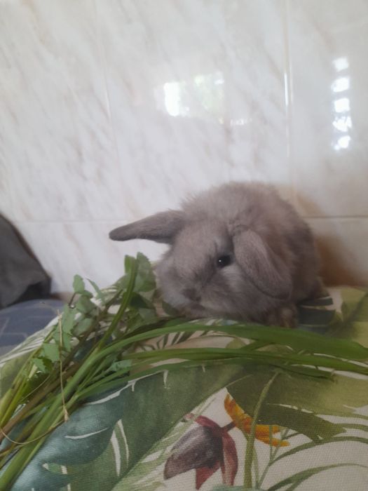 Coelhos anões Mini Lop