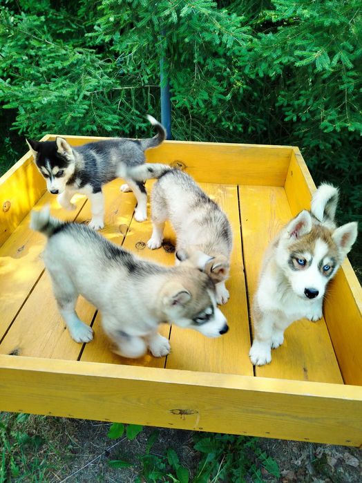 Siberian Husky piesek  tel.575302039