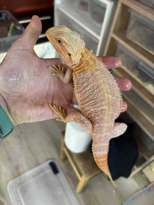 Agama brodata  Gekon Jaszczurka dla początkującego zbożówka