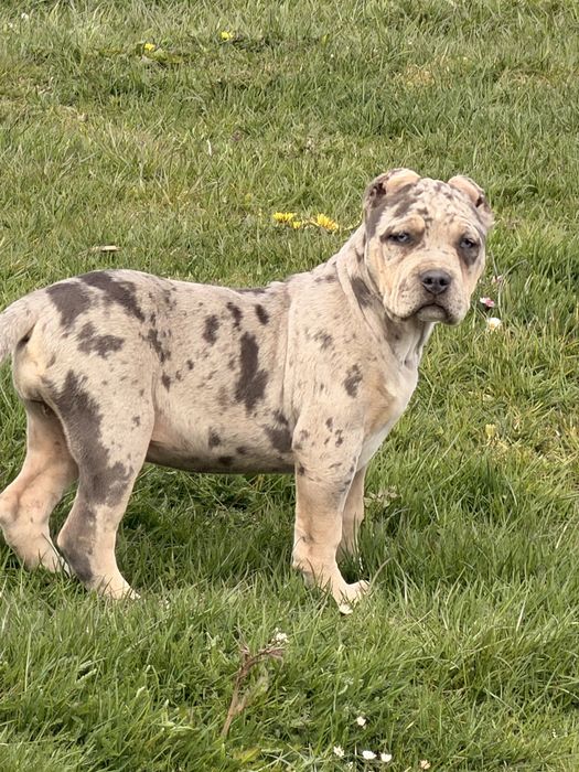 American Bully Xl