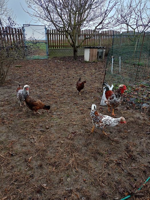 Jajka lęgowe czubatki staropolskiej trójbarwnej