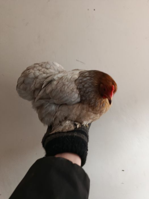 Кокинхинчики инкубационное яйцо