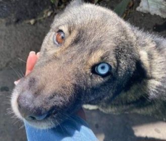 Отдам даром в добрые руки собаку метис хаски