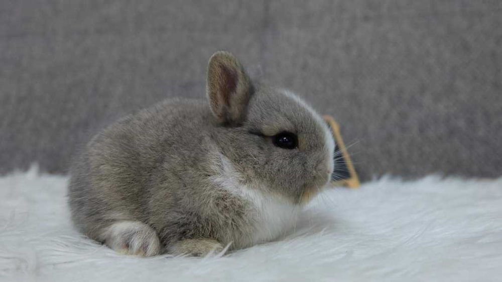 Coelhos anões Bebés +Gaiola Nova +alimentação adequada