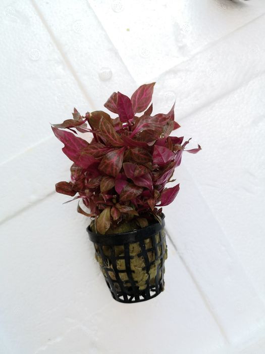 Rosliny koszyk premium sklep schangri.pl podwodny swiat kraków