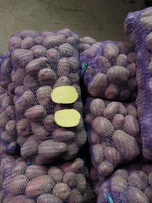 Продам картоплю насіннєву та столову