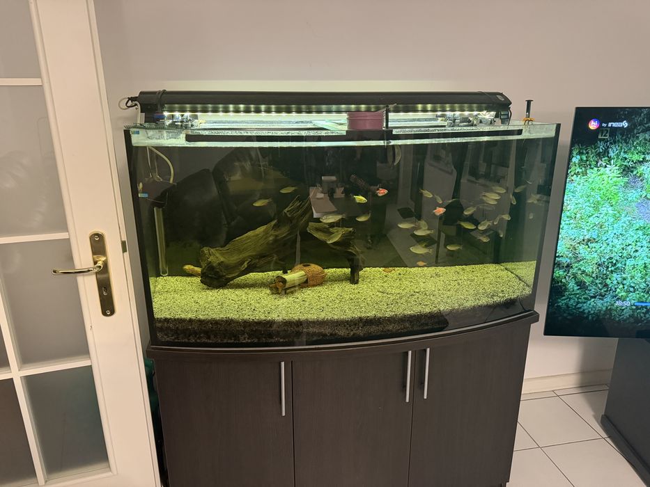 Akwarium 450L + szafka + profesjonalny filtr + ryby | Kompletny zestaw