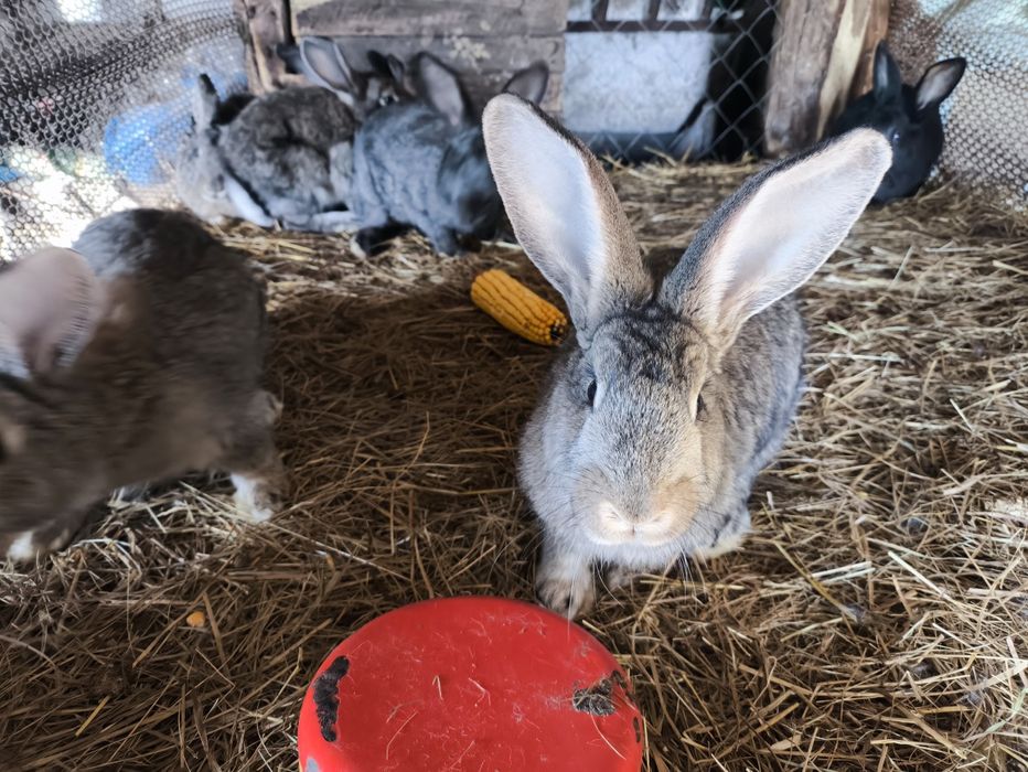 Кролики 5 мисячні. 200 грн шт