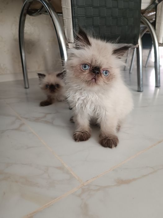 Милейшие котята Персы