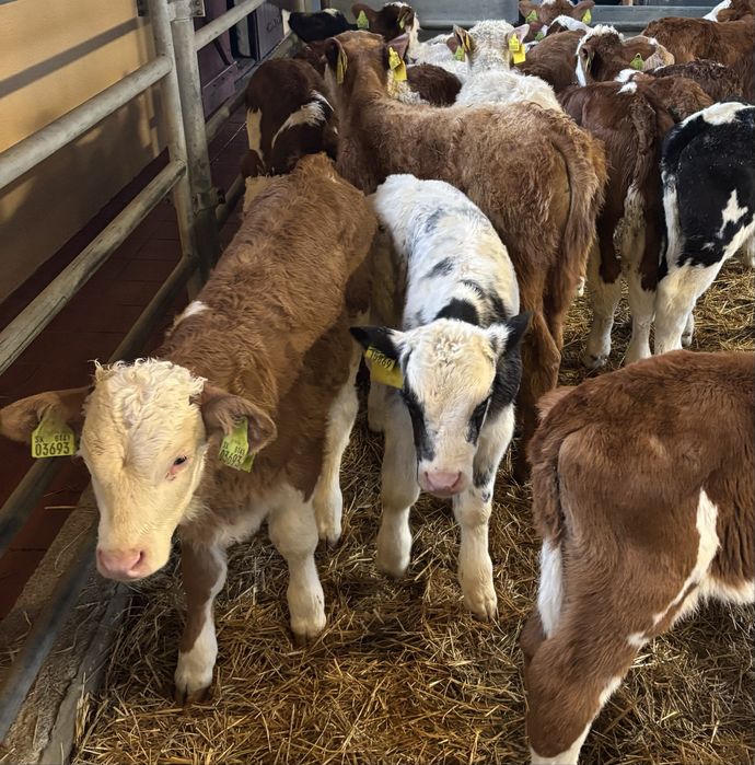 Sprzedam simy byczki