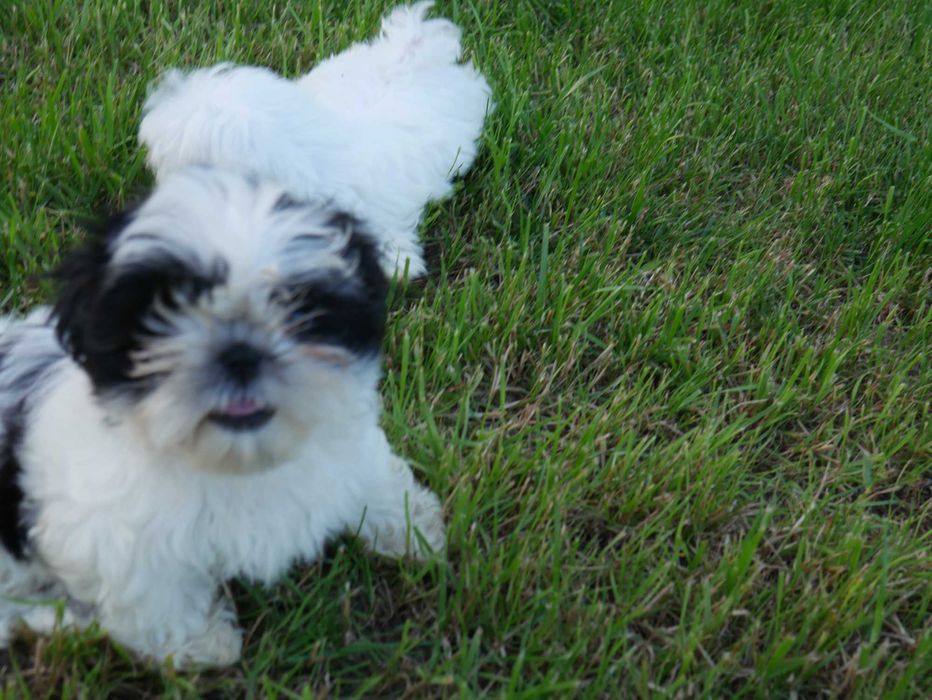 SHIH TZU -piesek