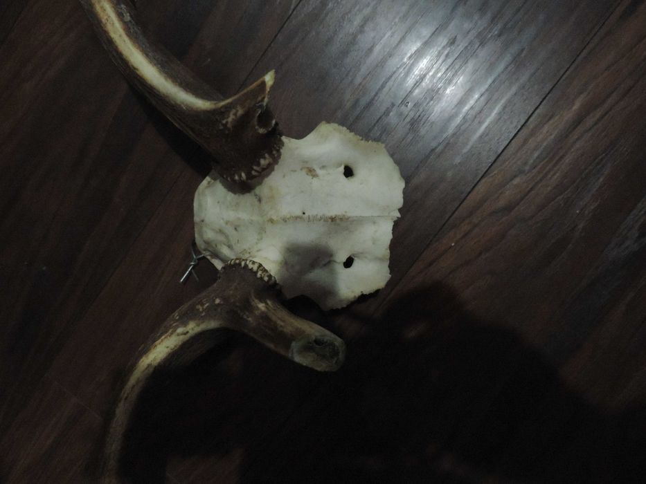 poroże       daniela