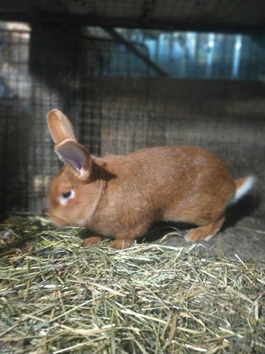 Продам кролі Бургунці