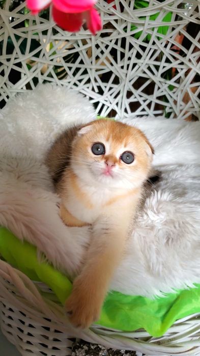 Милые малыши для души. Ручные котята золотая шиншилла.