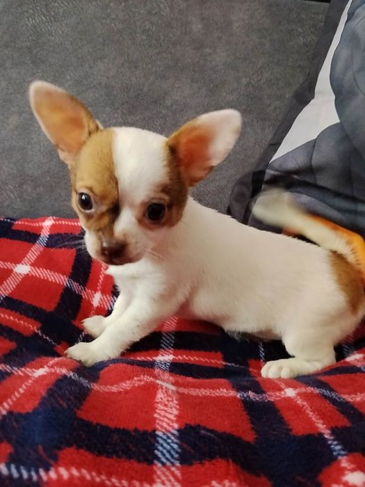 Chihuahua miniaturowa sunia