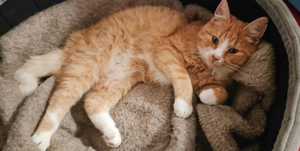 Kotka Misia szuka domu