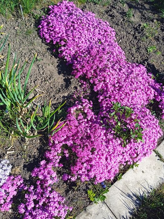 Floks szydlasty 25 szt