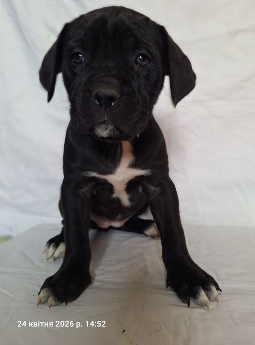 Продам цуценят кане корсо