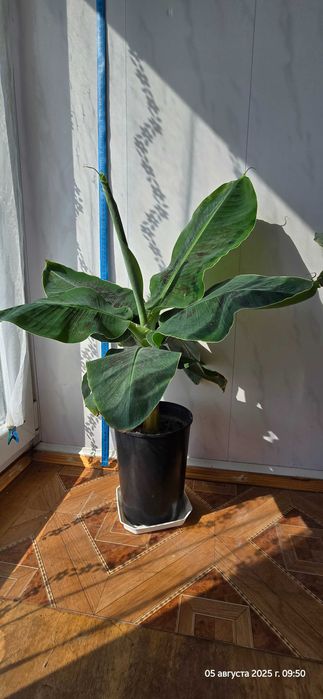 Кімнатна рослина Кімнатний банан