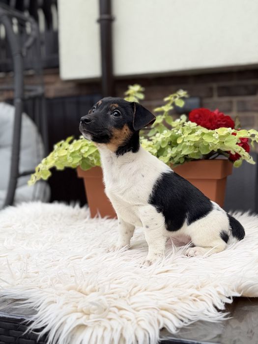 Jack Russel Terrier Piesek