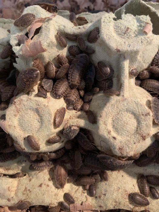 Аргентинські таракани (тільки самовивіз)