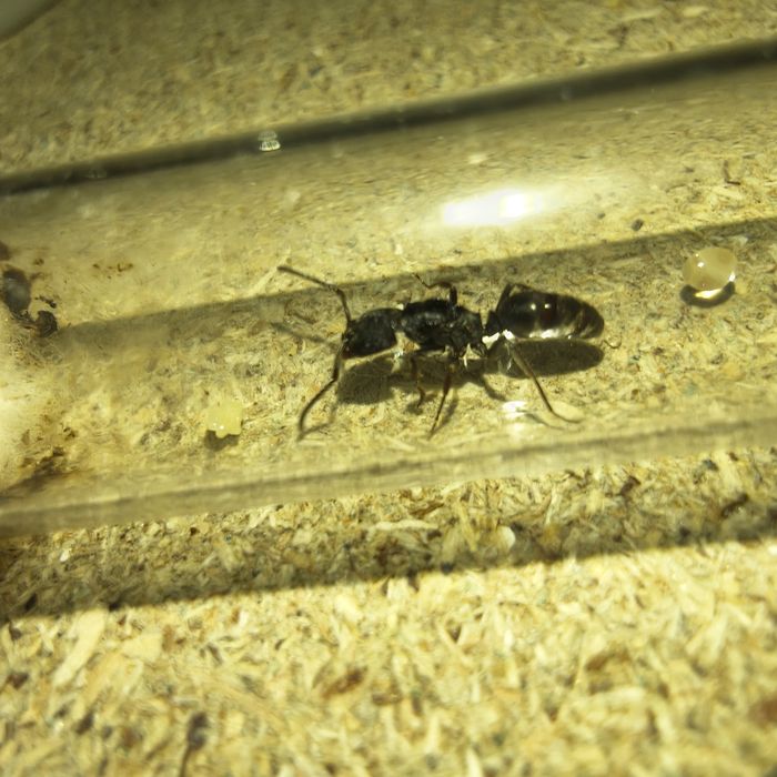 Królowa mrówek odontoponera denticulata