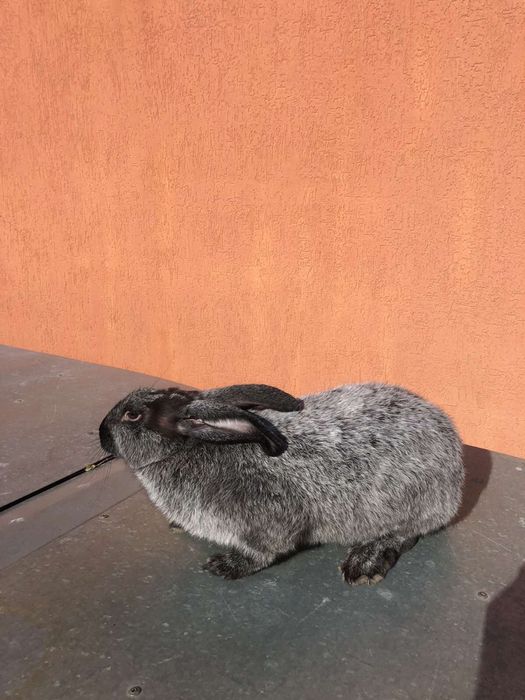 Самці Полтавського срібла.