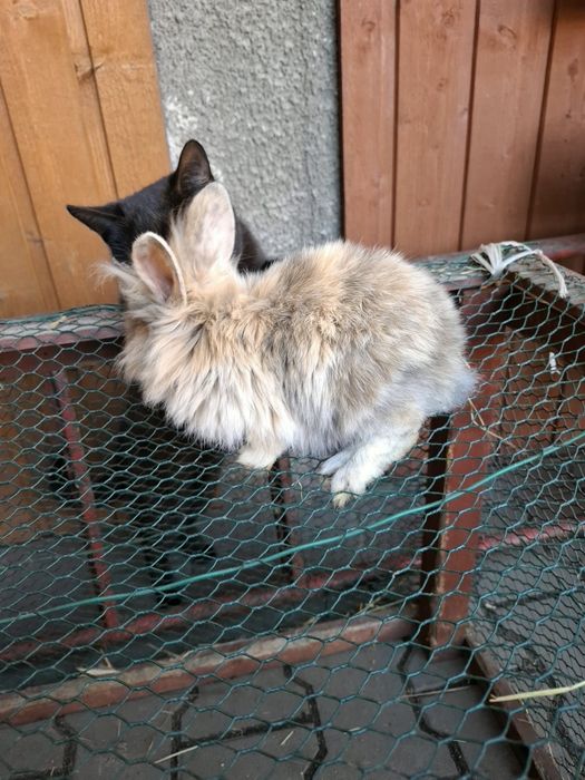 Sprzedam króliczki miniaturki