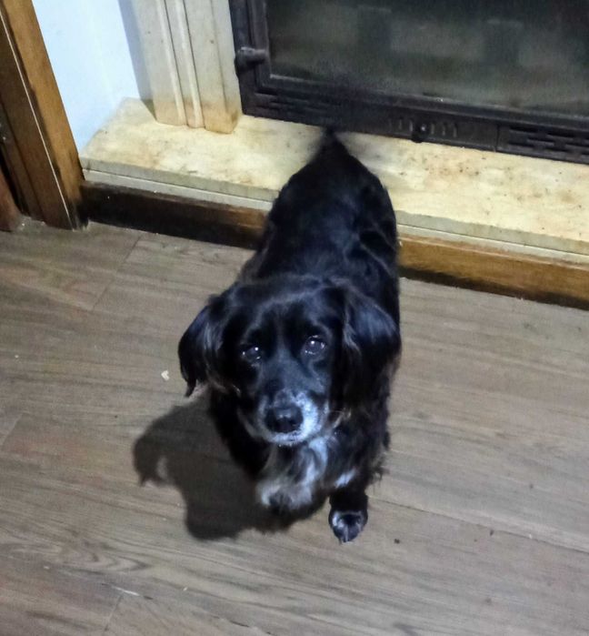 Snoppy para Adoção Responsável