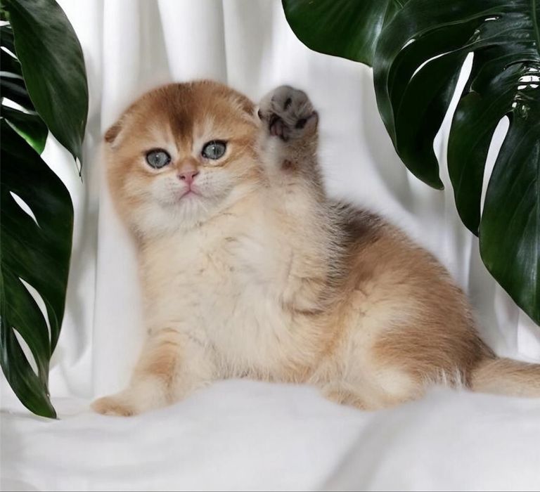 Вилоухий хлопчик Scottish fold