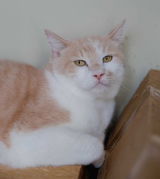 Ніжний Персей (2 роки) мріє про добрих господарів. Кастрований. Кот