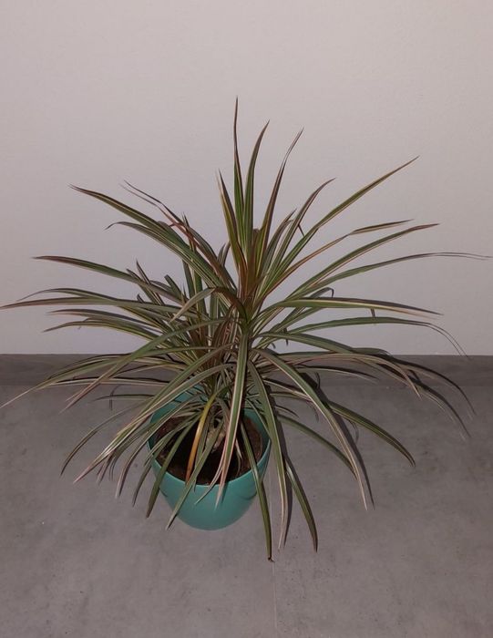 Dracena obrzeżona 38zł