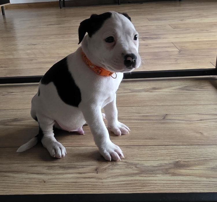 Oddam Pięknego Amstaffa