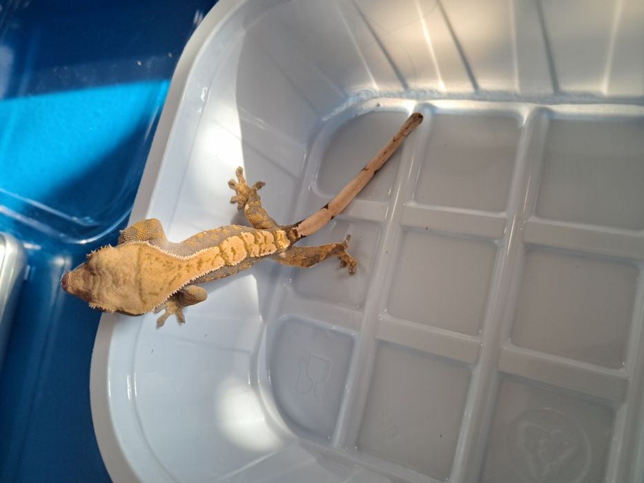 Gekon orzęsiony  nr24