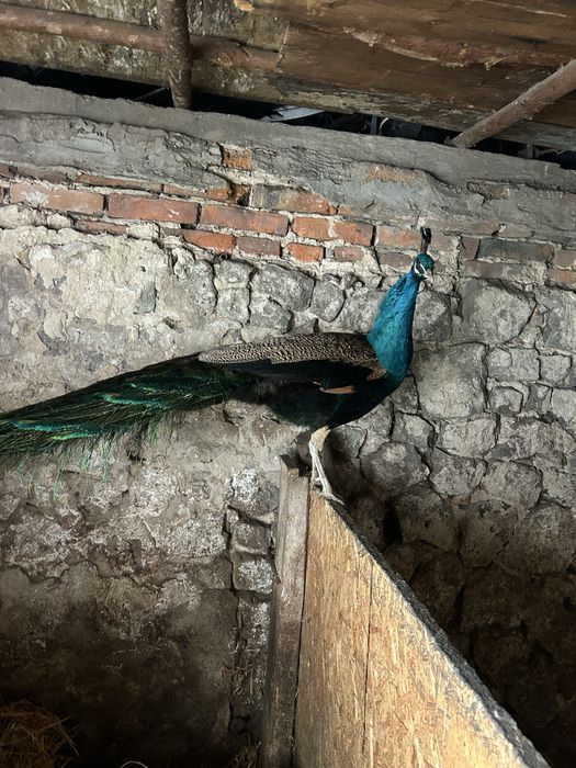 Sprzedam pawia Samiec .