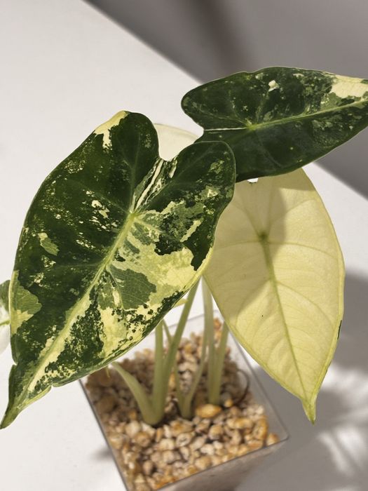 Alokazja frydek variegata