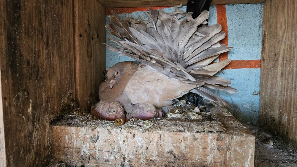 Pombas rabo de leque duplo