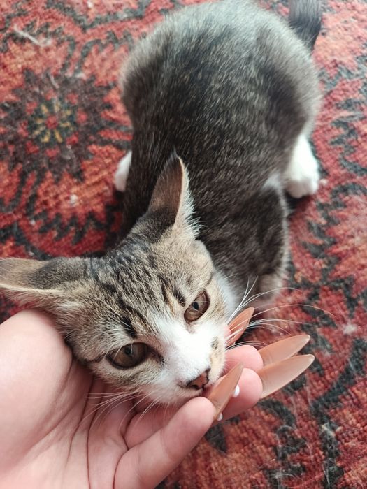 В самые хорошие руки котенок даром. котята бесплатно. котик. кот