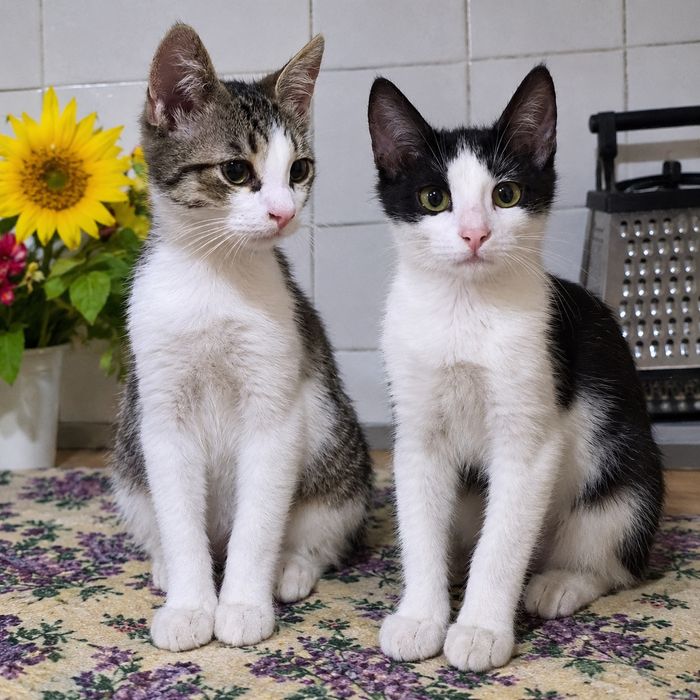 Котята ищут семью