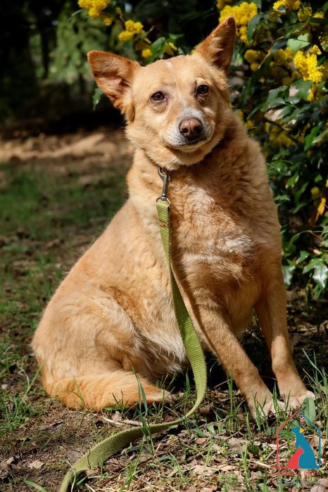 Maja 59/24 - SZUKA DOMU!