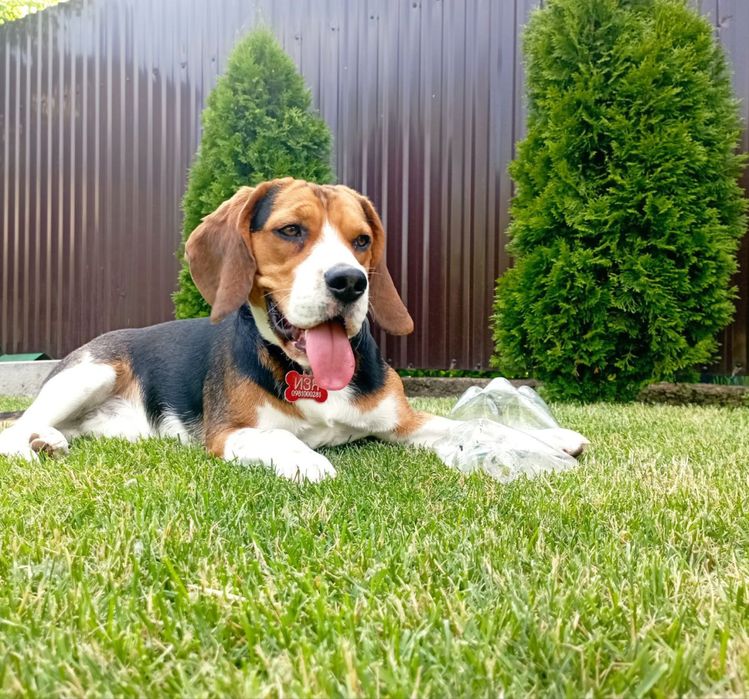 Бигль ! Случка, вязка