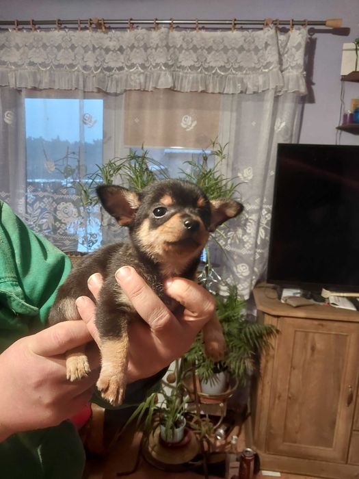 Chihuahua Pieski 2 miesiące